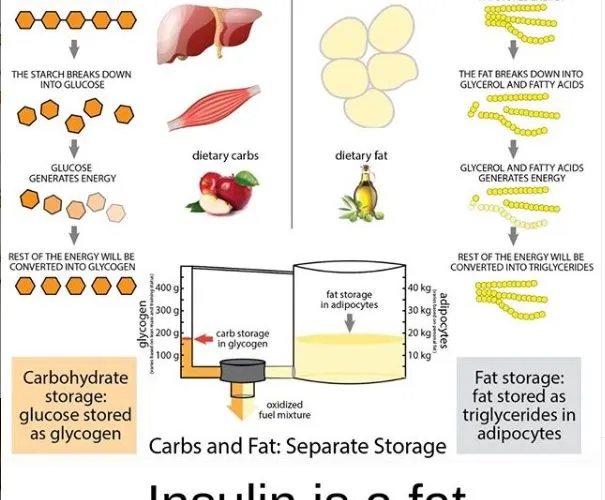 Insulin is a Fat Storage Hormone