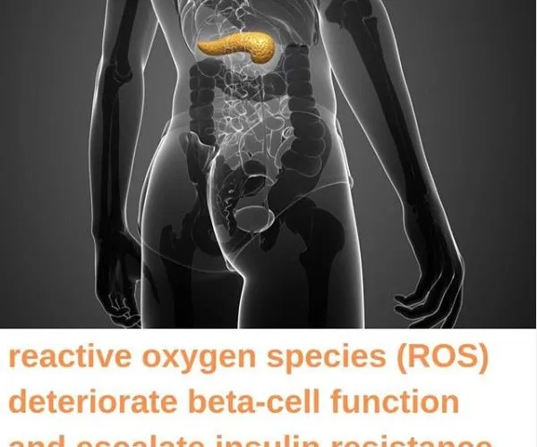 Reactive Oxygen Species (ROS) Deteriorate Beta-Cell Function and Escalate Insulin Resistance.
