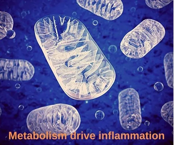 Metabolism Drive Inflammation