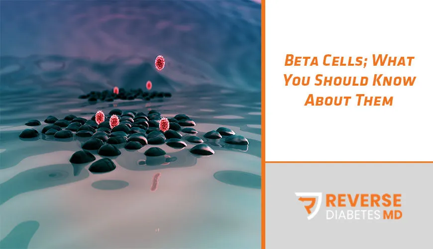 Beta Cells; What You Should Know About Them