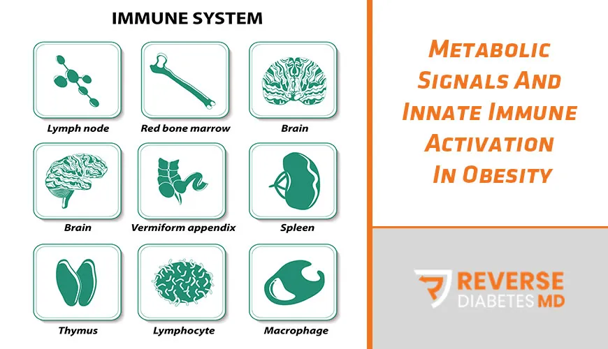 Metabolic Signals And Innate Immune Activation In Obesity