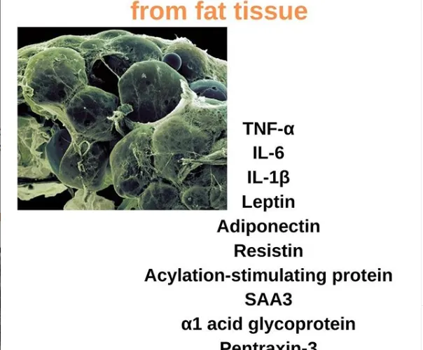 Inflammatory Cytokines From Fat Tissue
