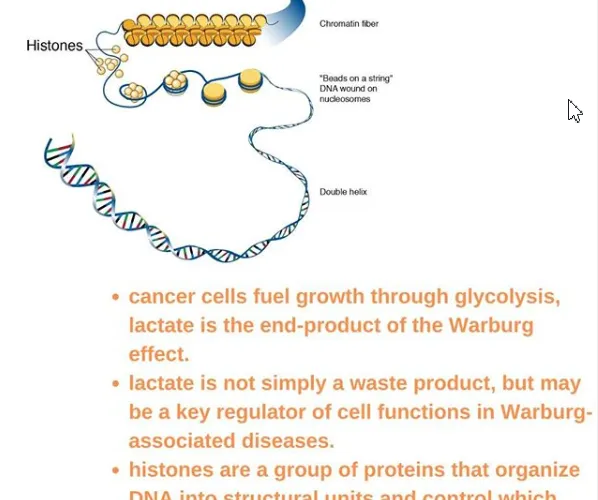 High Lactate and Histone Lactylation Levels