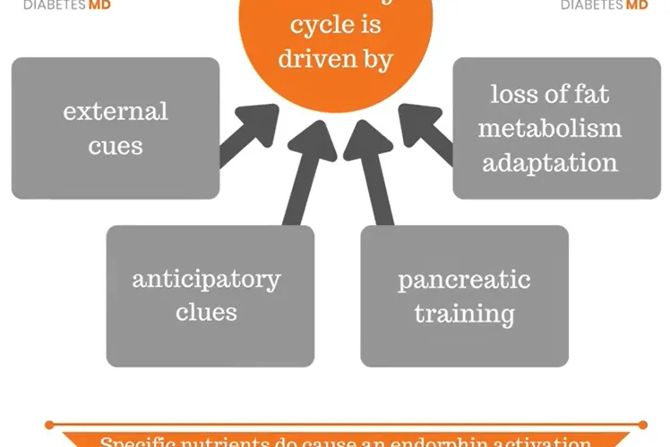 The Refeeding Cycle