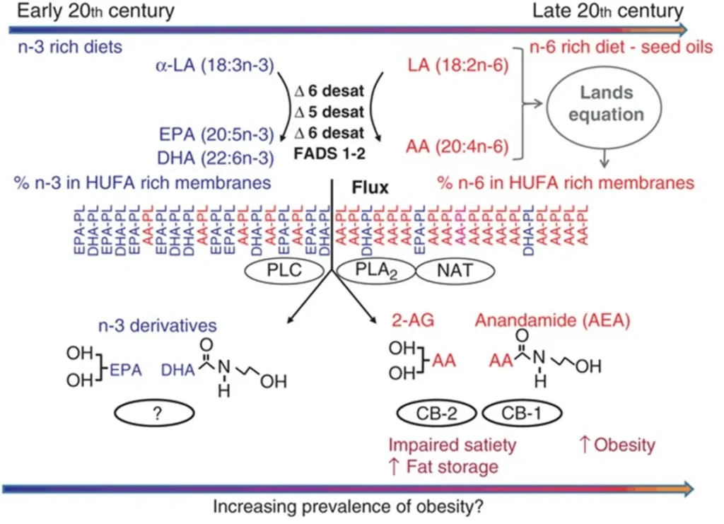 High intake of omega-6 rich vegetable oils causes obesity and insulin resistance