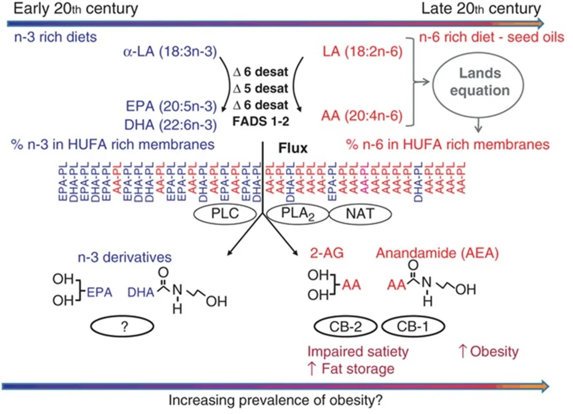 High intake of omega-6 rich vegetable oils causes obesity and insulin resistance